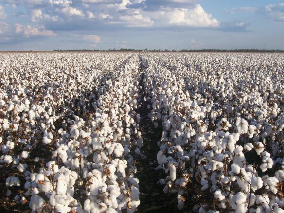 Cecil Plains cotton crop January 08 - June 08 207